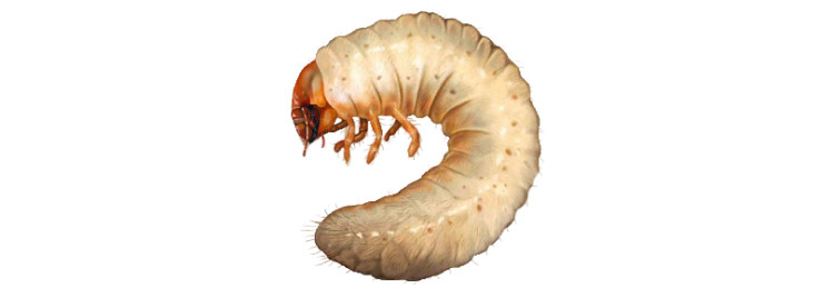 Bioprotec