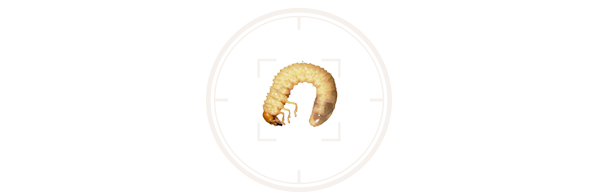Bioprotec